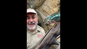 Likee viral video #short #likee #viral #transition #shorts