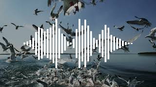Seagulls | Sound Effect (Free Download Link) 2024 @SoundDiaryFreeSoundEffects