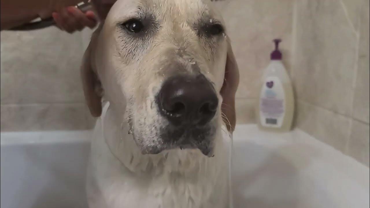 Cutest Funny Puppy Getting Drowsy In The Shower Cute Dog And Her
