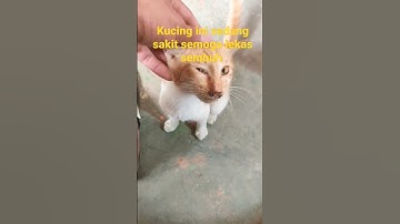 KUCING INI SEDANG SAKIT FLU SEMOGA LEKAS SEMBUH YA CING 🐈#shorts