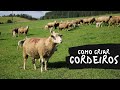 Cabanha modelo na ovinocultura de corte!