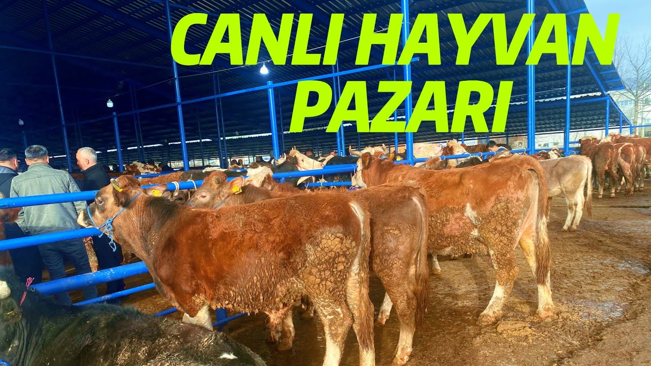 16 ŞUBAT 2026 PAZARTESİ BOLU CANLI HAYVAN PAZARI 
