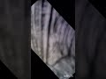 #Achyutam Keshvam #krishna Mandala art#Radhekrishna#shorts#youtubeshorts#status#bhajan#virl#explore