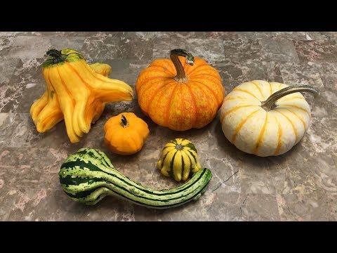 Drying Gourds for a Year - Cucurbitaceae Documentary