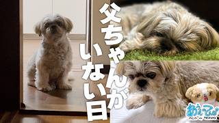 【シーズー犬】あれ…?? とうちゃんがいない日【鼻ぺちゃ展in溝口】
