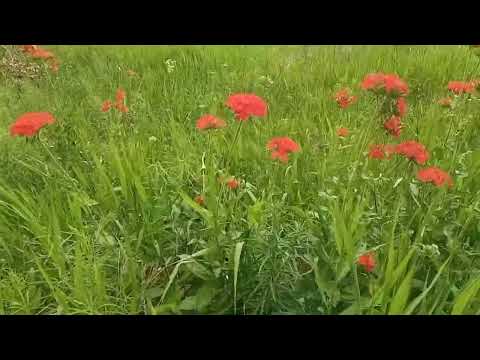 Летняя зарисовка//Relax-video