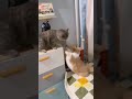 2 Cats FIGHT🥊Who won? Ms.Ginger or Mr.Grey |VIPets #cat #animals #pets
