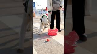 Dog Helps Pregnant Woman Pick Up Apples And Escort Her Across The Road