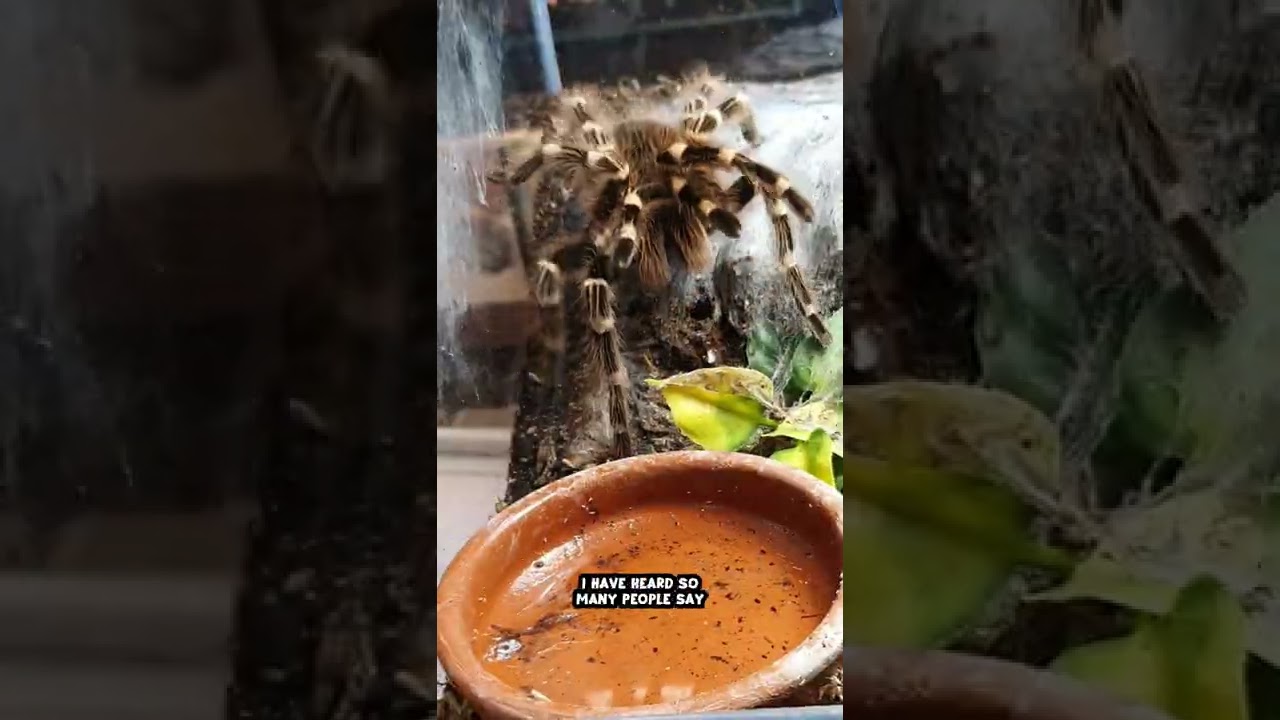 My Brazilian White Knee Tarantula Is Super Food Aggressive!! 🕷😨 #shorts