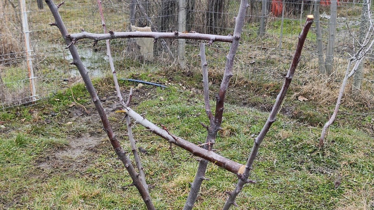 Livada nouă în lucru ,cum am efectuat tăierile 🍑🍏🍎🍐🍒🫐✅✂️