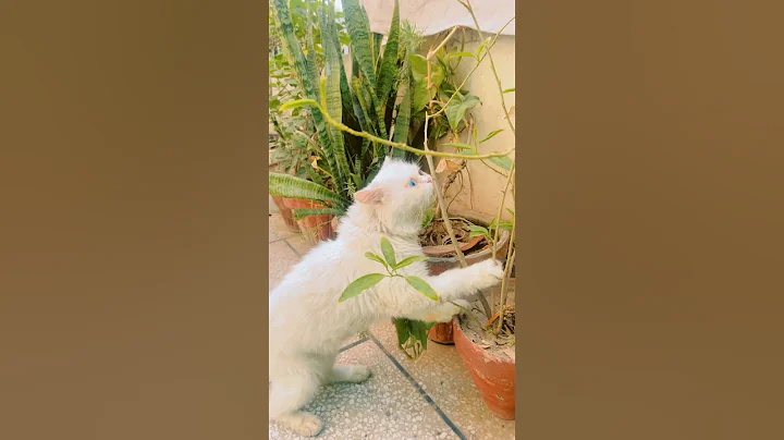 Watch the video about Cat funny video😅♥️ #cat #youtubeshorts #shorts #short #catvideos