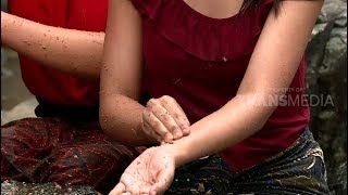 Download lagu JEJAK ANAK NEGERI | SCRUB BUAH MANGROVE (16/03/18) 1-3