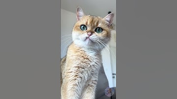 When My Cat Discovers WOWCube… 🤯🐾