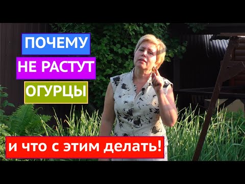 видео: ОСНОВНЫЕ ПРОБЛЕМЫ ОГУРЦОВ И СПОСОБЫ ИХ РЕШЕНИЯ!