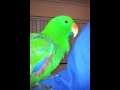 Oski eclectus singing and dancing to elmos song