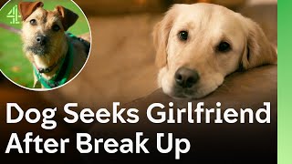 Dog Seeks Girlfriend After Break Up The Dog House