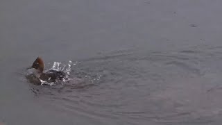 Mississippi River Flyway. Merganser catches two snacks \& takes a quick bath - explore.org 05-04-2024