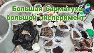 видео: Большая барматуха большой эксперимент картинка: Большая барматуха большой эксперимент