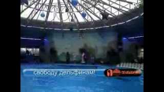 Дельфинарий НЕМО г.Киев, жалко дельфинов.Волю дай! Дельфинарий НЕМО г.Киев, жалко дельфинов.Волю дай!