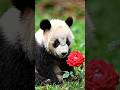 #shortvideo #vairalvideo #panda