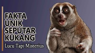 Hewan Kukang - Fakta Unik Kukang sebagai Hewan Lucu yang Misterius