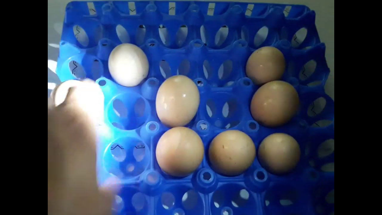 كيف تتعرف على البيض المناسب للتفريخ وطريقة عمل ميراج يوتيوب