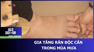 GIA TĂNG RẮN ĐỘC CẮN TRONG MÙA MƯA