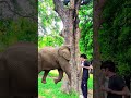 friend, your hero is gone / magic animals video entering the tree #funnyanimals #shortsfeed