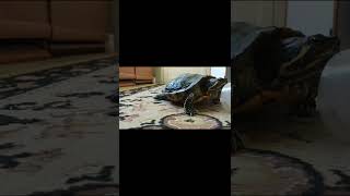 How smart is my turtle?