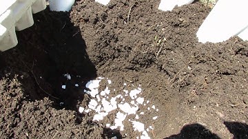 60 Seconds or Sow: Tomato Blossom End Rot & An Egg Shell Solution - The Rusted Garden 2013