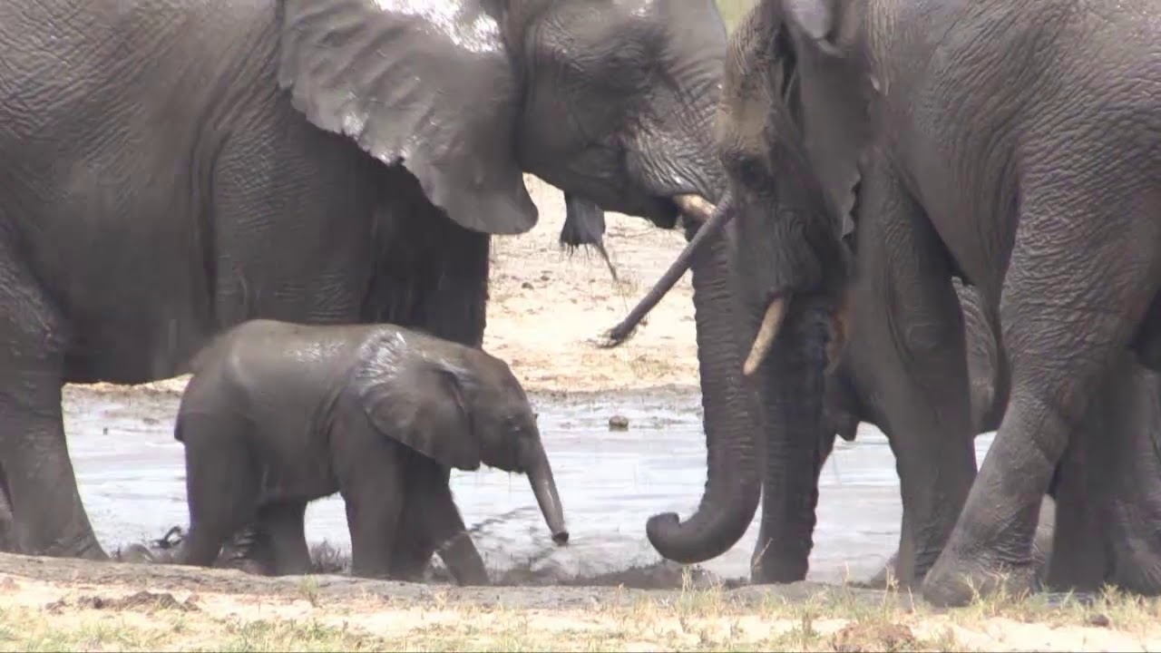 loxodonta africana feeding niche Elephants at stinkwater