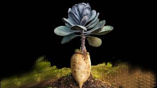 I Grafted a Purple Cabbage onto a White Radish–Here’s What Happened!