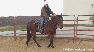 Rudy - jog, lope, stops! - ValleyViewRanch.net