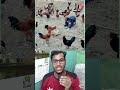 মুরগি ধরার অসাধারণ টেকনিক #video #shorts #funny #ytshorts #viral #youtubeshorts #chicken #chicken