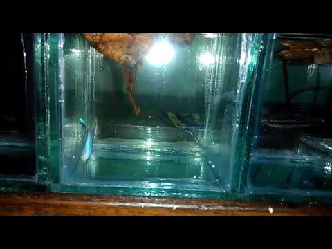 65 Gambar Ikan Cupang Paling Keren Gratis