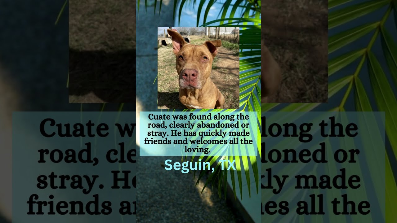 Cuate Is A Rescue Dog Who Is Ready To Be Adopted YouTube Cuate Is A Rescue Dog Who Is Ready To Be Adopted YouTube