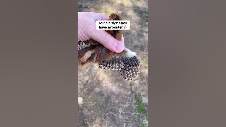 Signs you have a rooster. 👀 #rooster #chickens #poultry #farming #chicks #egg #homestead #shorts