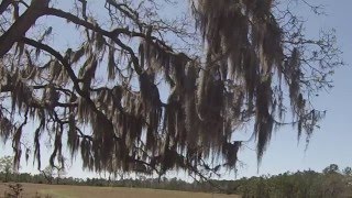 Evergreen Series Spanish Moss