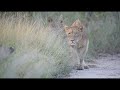 LION CUBS learn to HUNT through PLAY