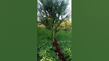 تلاوة عطرة من القرآن الكريم مع فيديو ريفي جميل#ارح قلبك 🌱