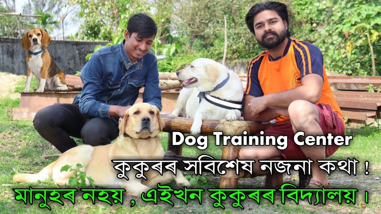 Dog Training Center DOG FARM IN ASSAM Dog Show Training Dog