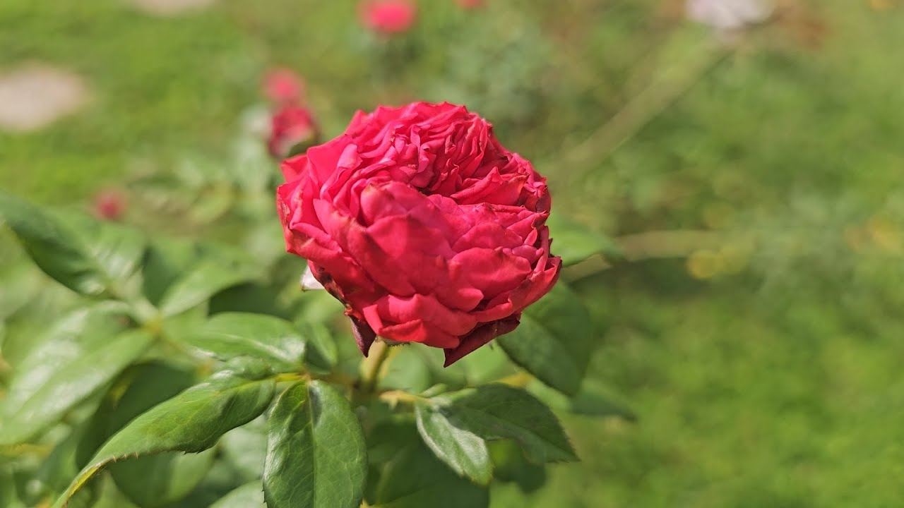 🌿🌹Blooming Frozen summer house rose