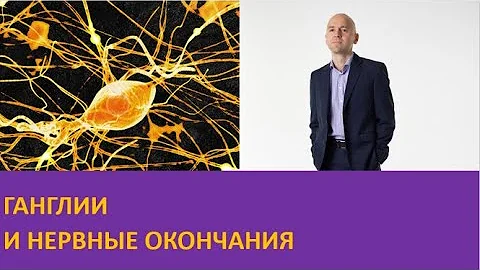 Ганглии и нервные окончания