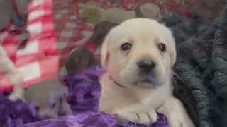 Lab puppies find new toys! 