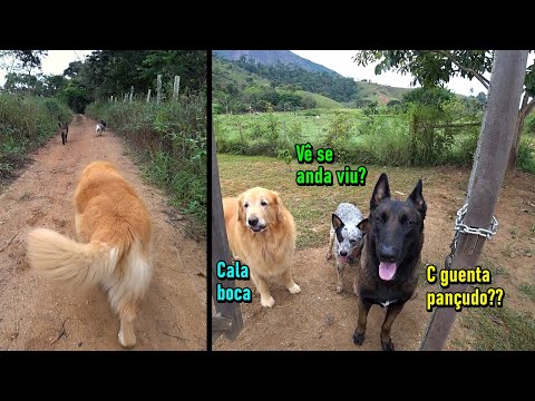 Vídeo: O bezerro resgatado que cresceu com cães pensa que ele também é um cão