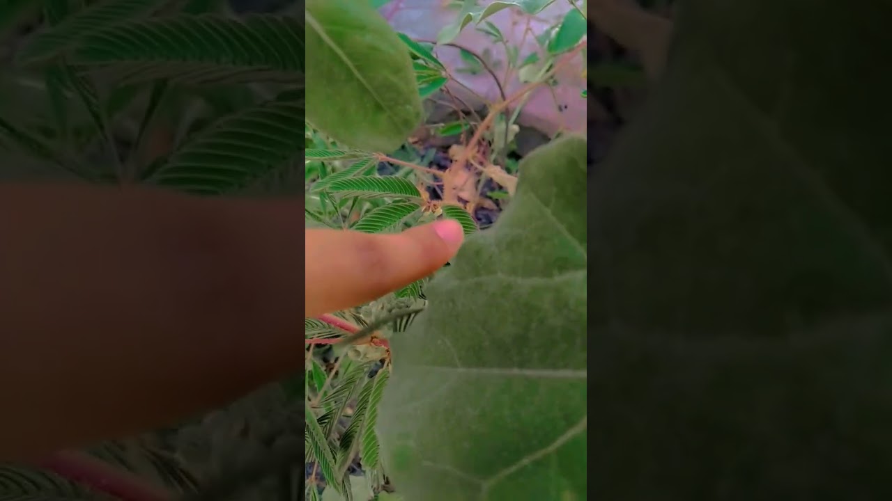 Mimosa Pudica in the Garden🌱//Magical plant✨//Sensitive Plant//Grace7 