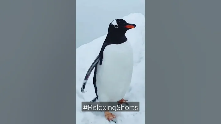 March of the Gentoo Penguin | #RelaxingShorts #WeatherEuphoria #GentooPenguin #ExploreEarth