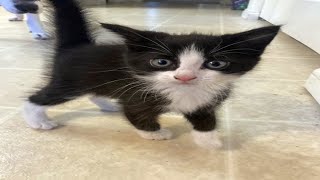 Kitten follows me Home! by It's a Wonderful Life with Pets! 130 views 1 year ago 1 minute, 37 seconds