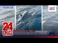 Nasa 50 dolphin, sumabay sa bangka ng isang mangingisda | 24 Oras