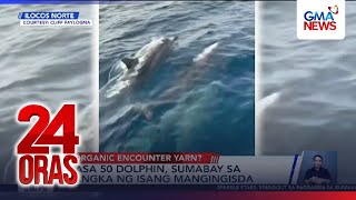 Nasa 50 dolphin, sumabay sa bangka ng isang mangingisda | 24 Oras